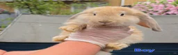 French Lop rabbits for sale: French Lops in Cambridge - Advert 4