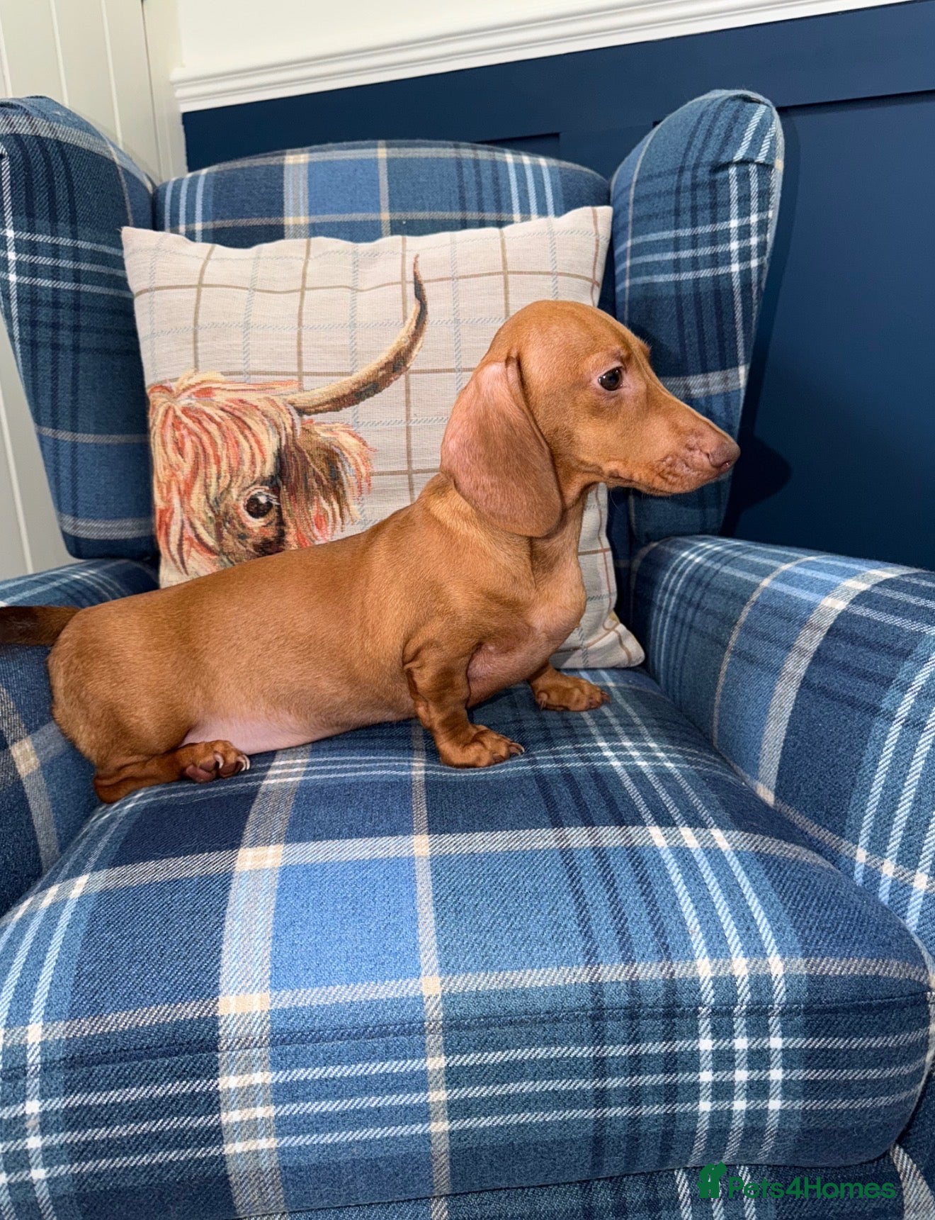 Miniature Dachshund dogs 💙💙One Chocolate Based Red Boy Left💙💙 - Advert 2