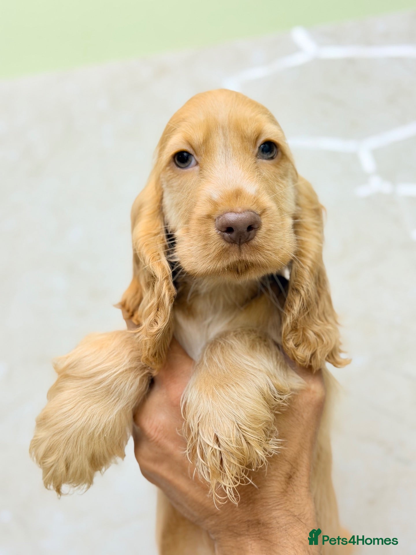 Cocker Spaniel dogs LAST 2 ❤️ RKC SHOW COCKER PUPPIES – READY NOW - Advert 2
