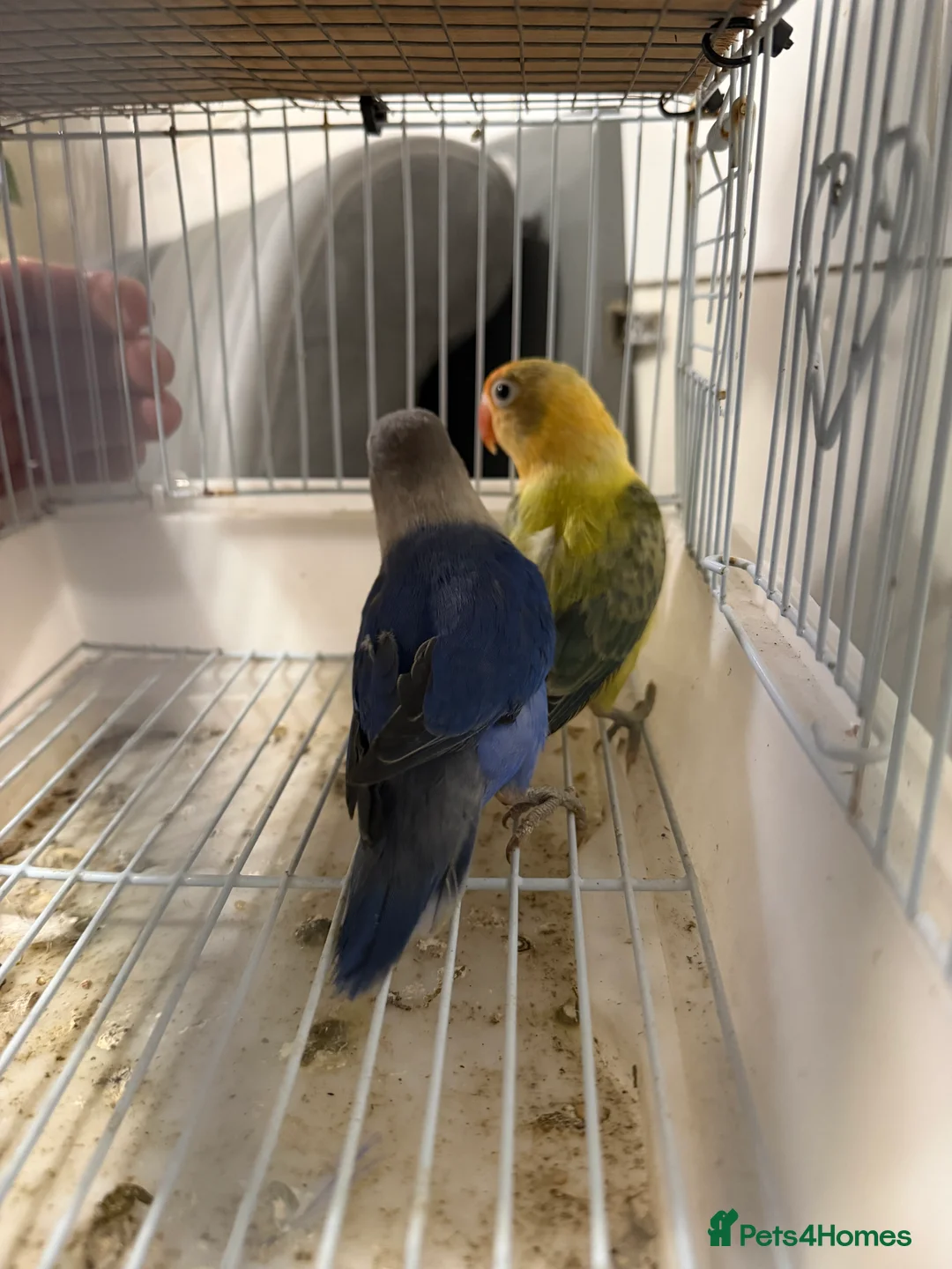 Lovebirds birds for sale: Young pair of lovebird - Advert 10