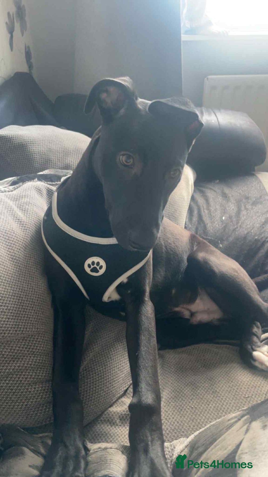 Mixed Breed dogs for sale: For sale  - Advert 2