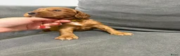 Cocker Spaniel dogs for sale: 💙 Boy Red KC Working Cocker Spaniel 💙 - Advert 19