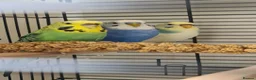 Budgerigars birds for sale: Beautiful budgies looking for a loving Home  in Aylesbury - Advert 3
