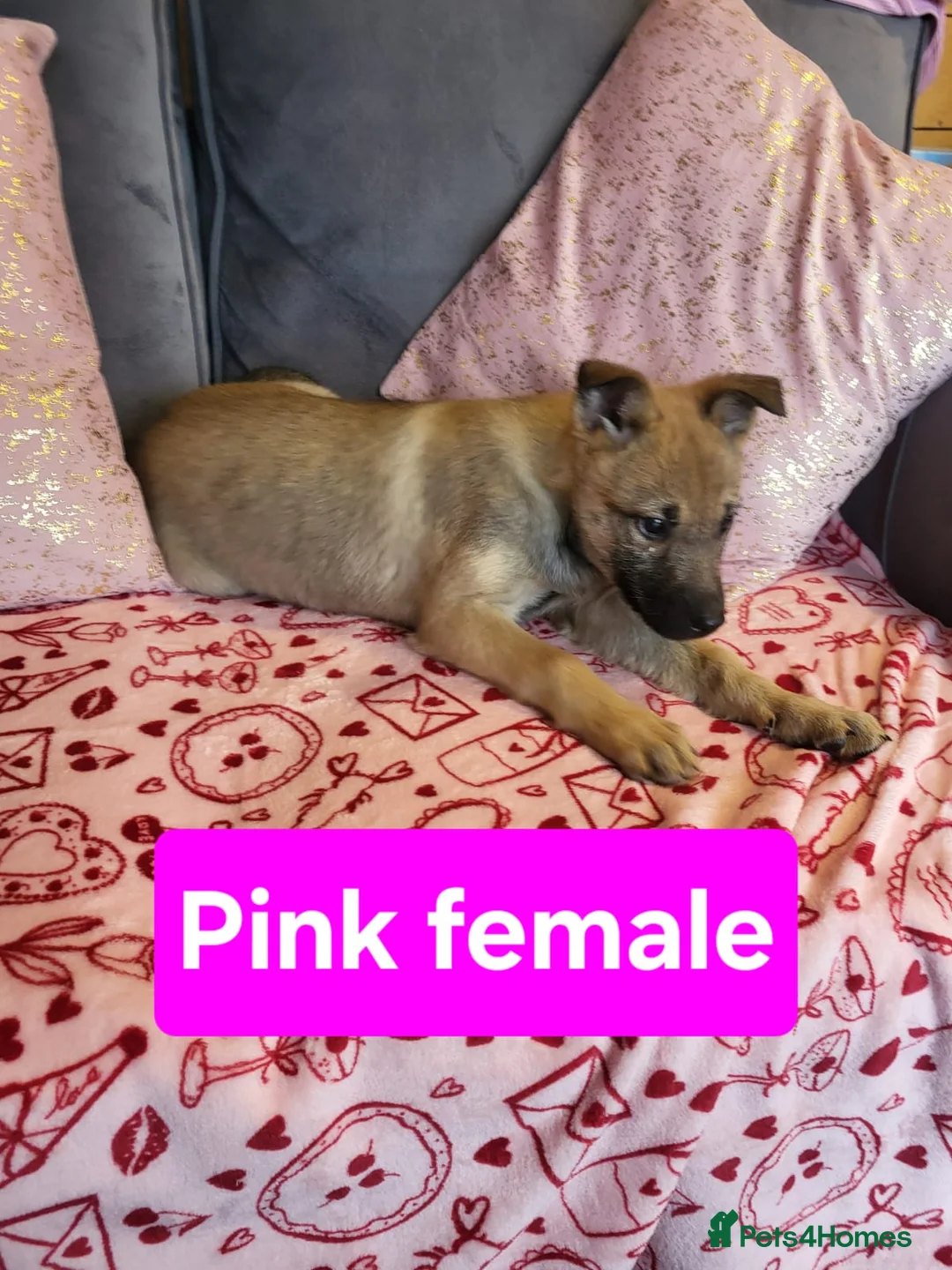 Golden Shepherd dogs for sale: Golden shepherd puppies  - Advert 3