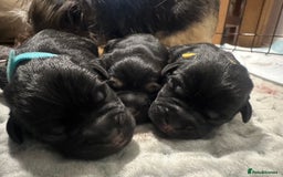 Border Terrier dogs for sale: Beautiful Border Terrier Pups - Image 7