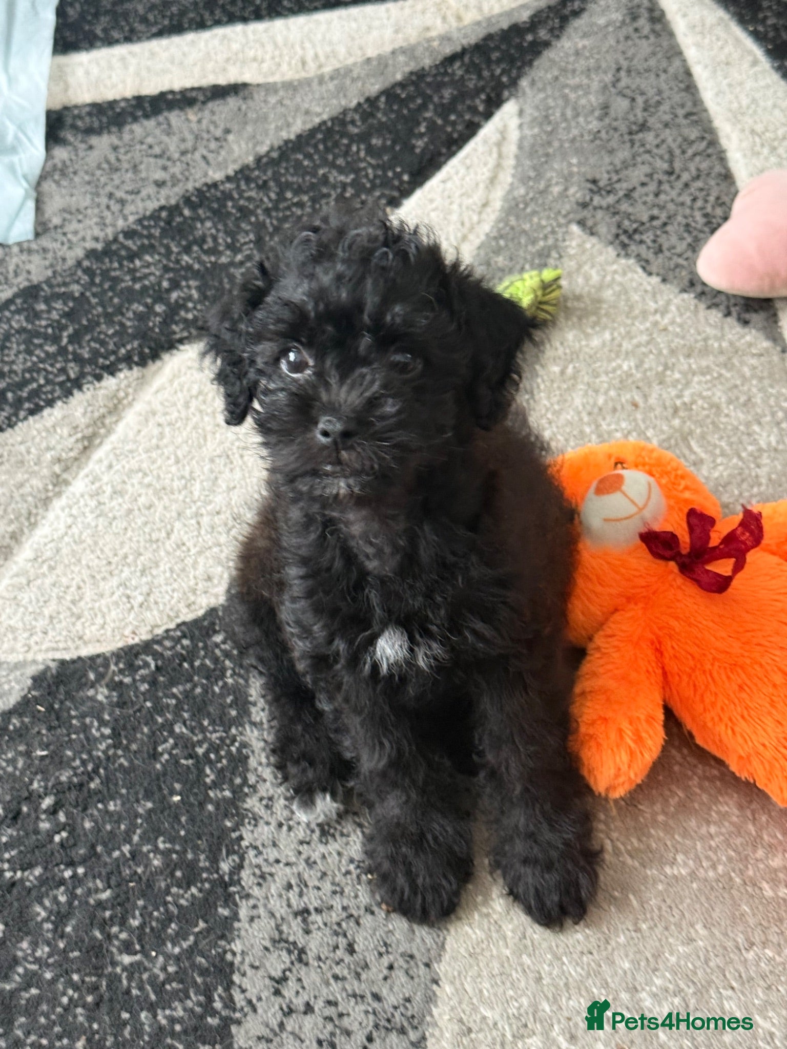 Maltipoo dogs Outstanding Malshipoo puppies. - Advert 2