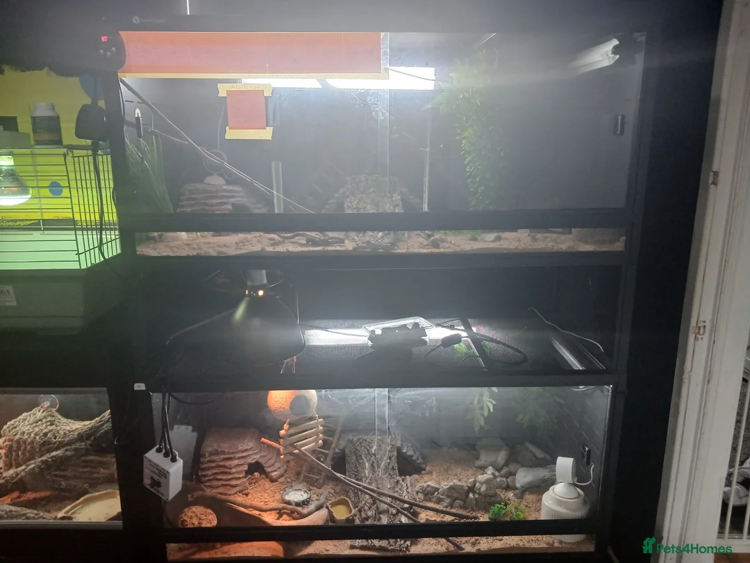 Leopard Gecko reptiles for sale: Leopard gecko  boy and girl milo and star  - Advert 12