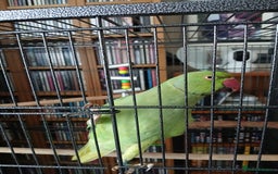 Ringnecks birds for sale: Male Indian ringneck  - Image 4