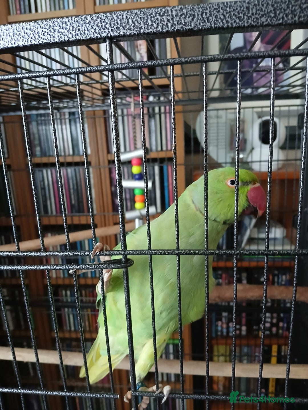 Ringnecks birds for sale: Male Indian ringneck  - Image 4
