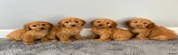 Cockapoo dogs for sale: Cockapoo puppies ready now  - Advert 6