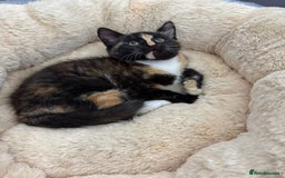 Mixed Breed cats for sale: FAMILY KITTYS  - Image 5
