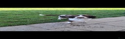 English Springer Spaniel dogs for sale: ESS RKC reg pups - Advert 10