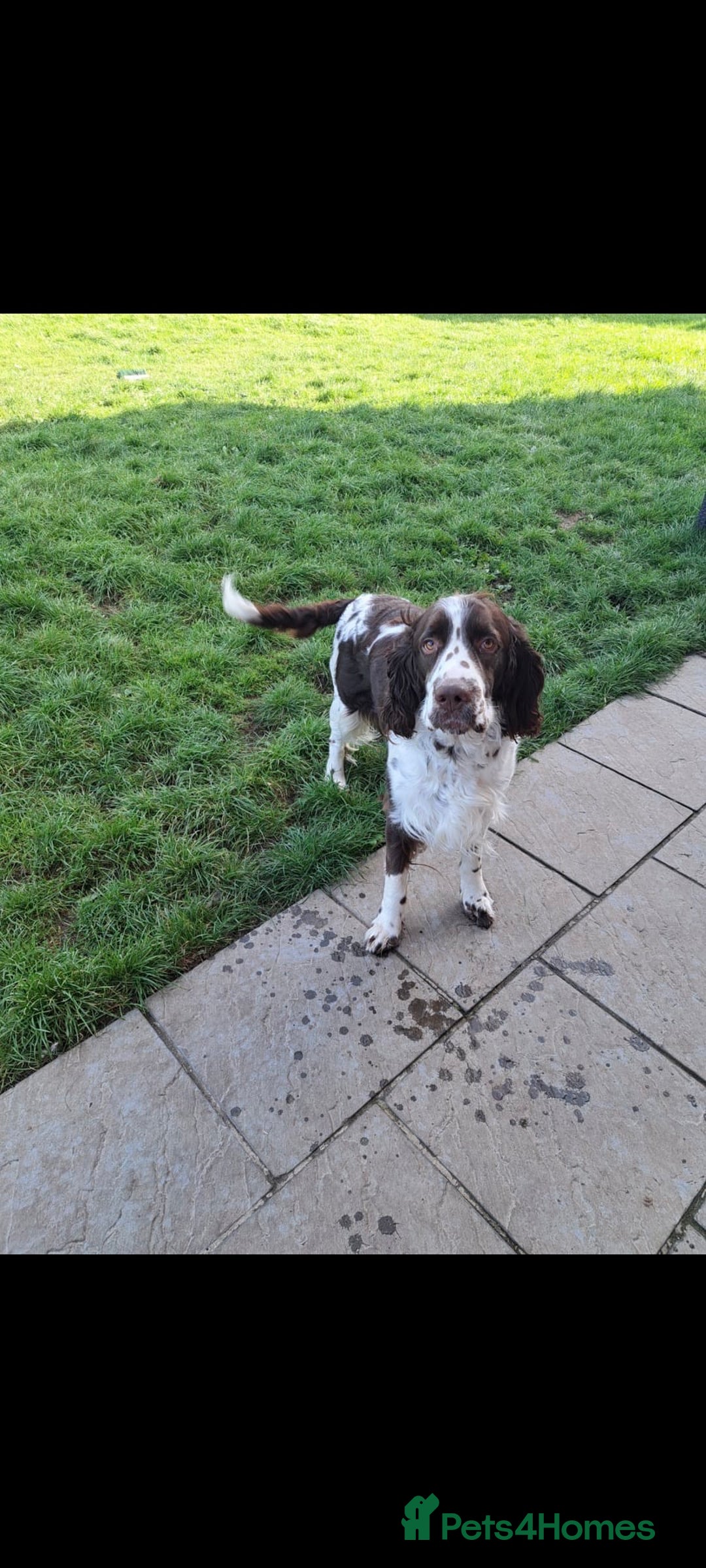English Springer Spaniel dogs for sale: ESS RKC reg pups - Advert 10