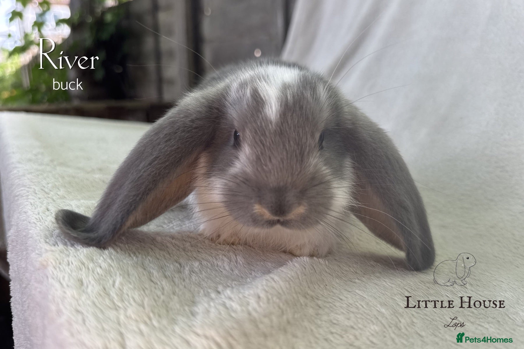 French Lop rabbits Quality Showline French Lop Bunnies - Advert 2