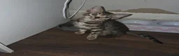 Bengal cats for sale: 5 gorgeous Bengal kittens - Advert 4