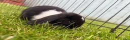 Mixed Breed rabbits for sale: Mini lop / New Zealand White  in Newcastle upon Tyne - Advert 2
