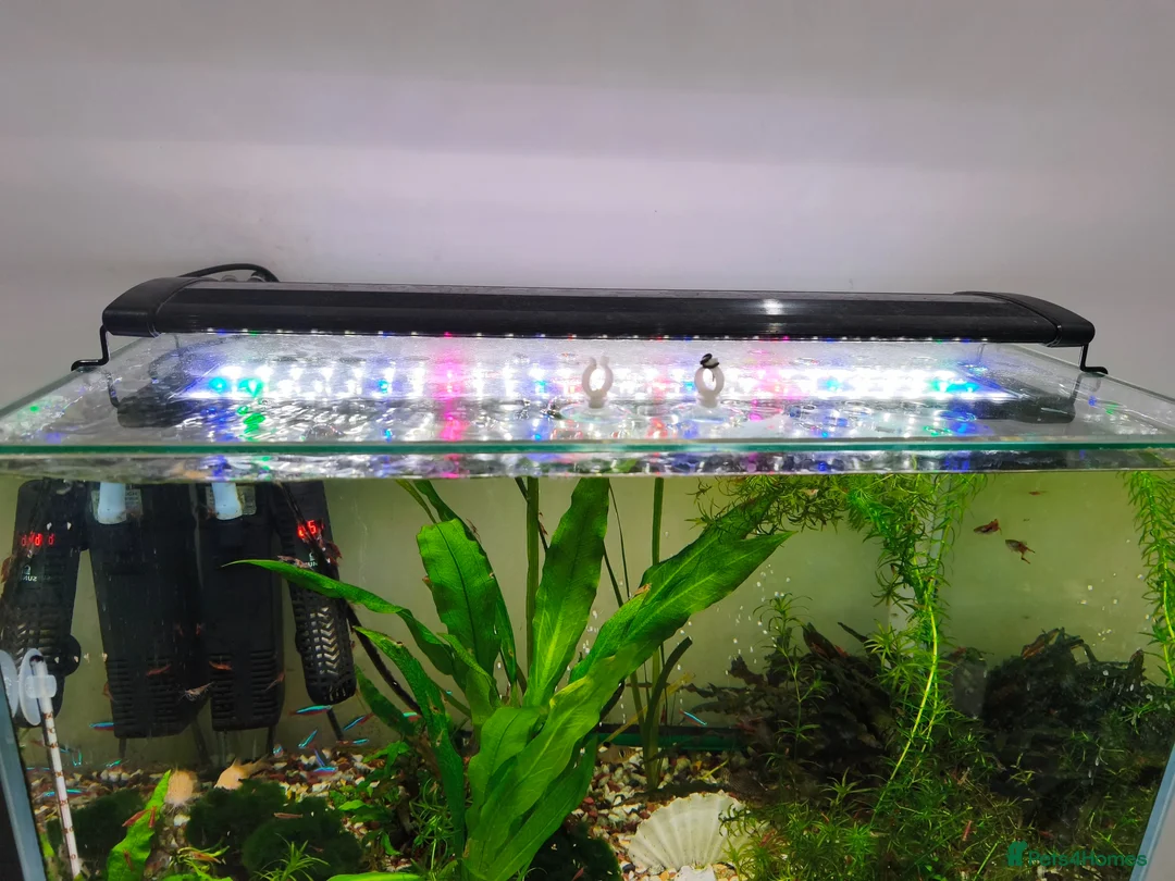 Other/Mixed Breed fish for sale: Working aquarium  in Waltham Abbey - Advert 2