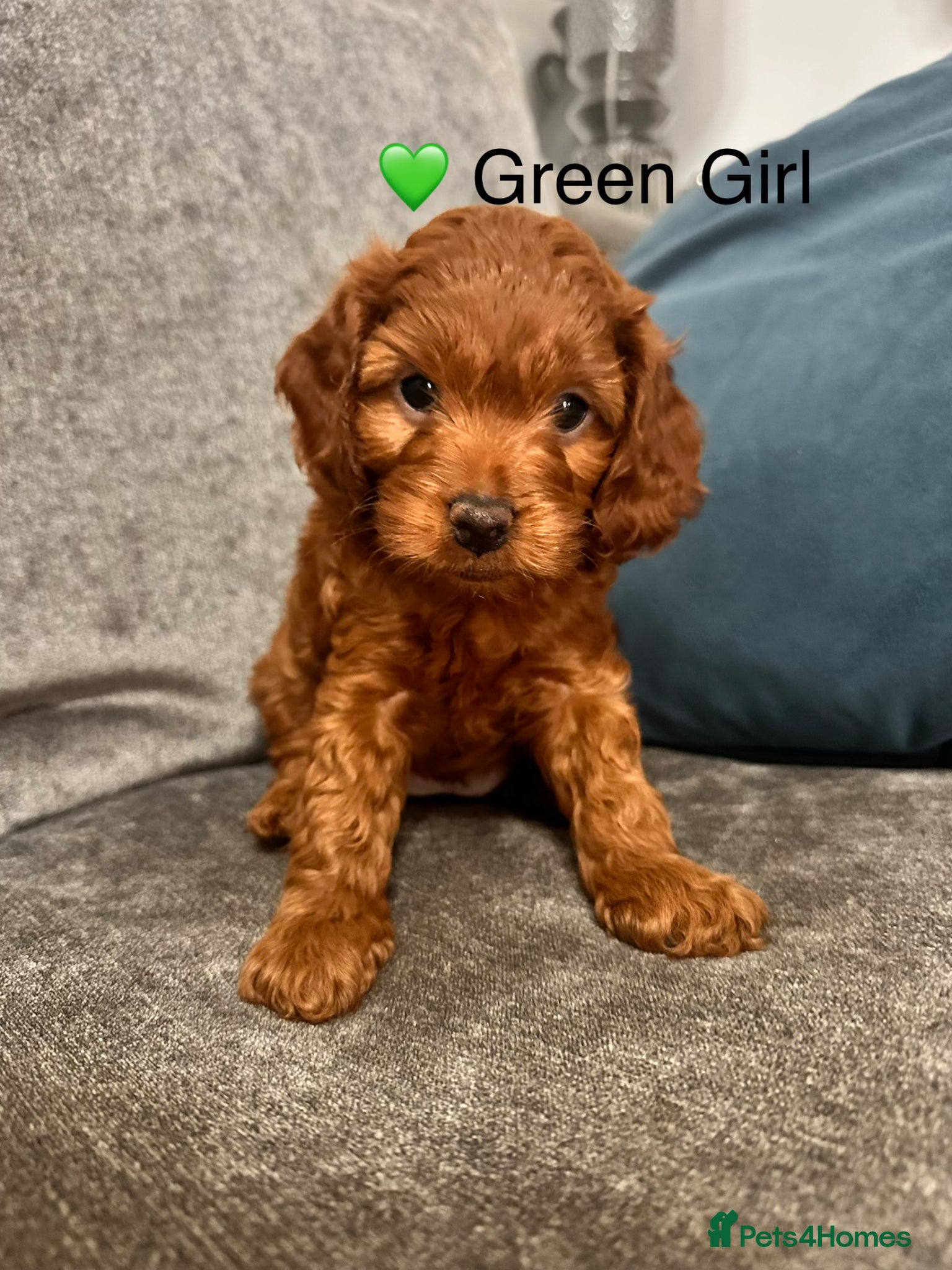 Cockapoo dogs 3 adorable Fox Red Fb2 cockapoos - Advert 2