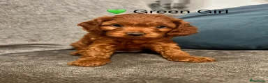 Cockapoo Puppy 2 💚 Green Girl