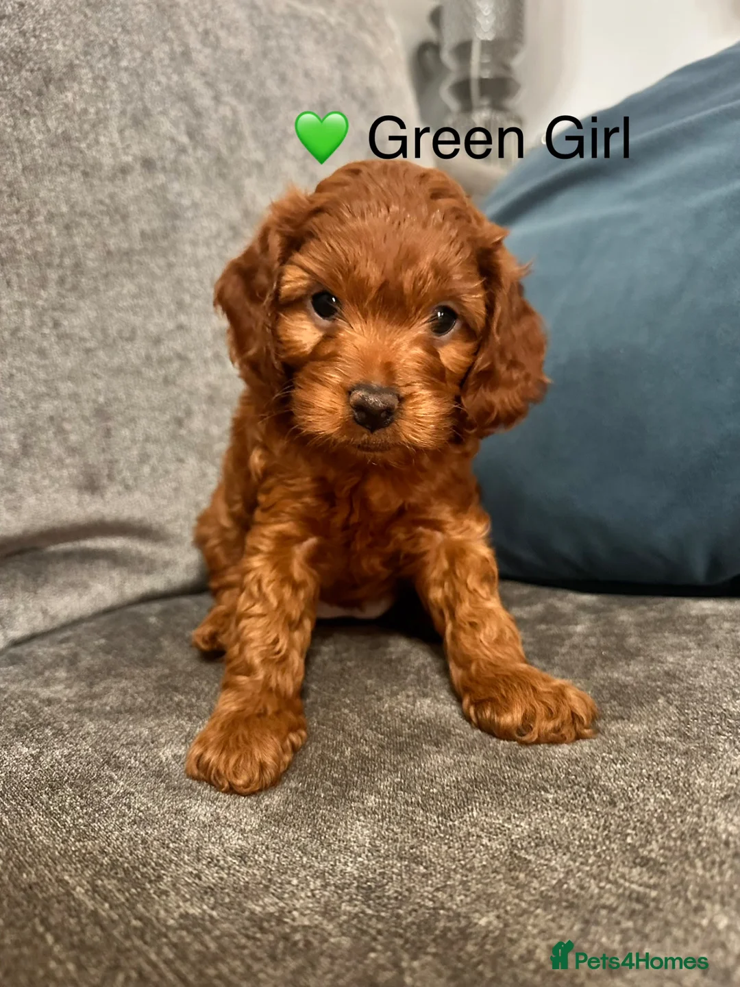 Cockapoo dogs for sale: 3 adorable Fox Red Fb2 cockapoos - Advert 2