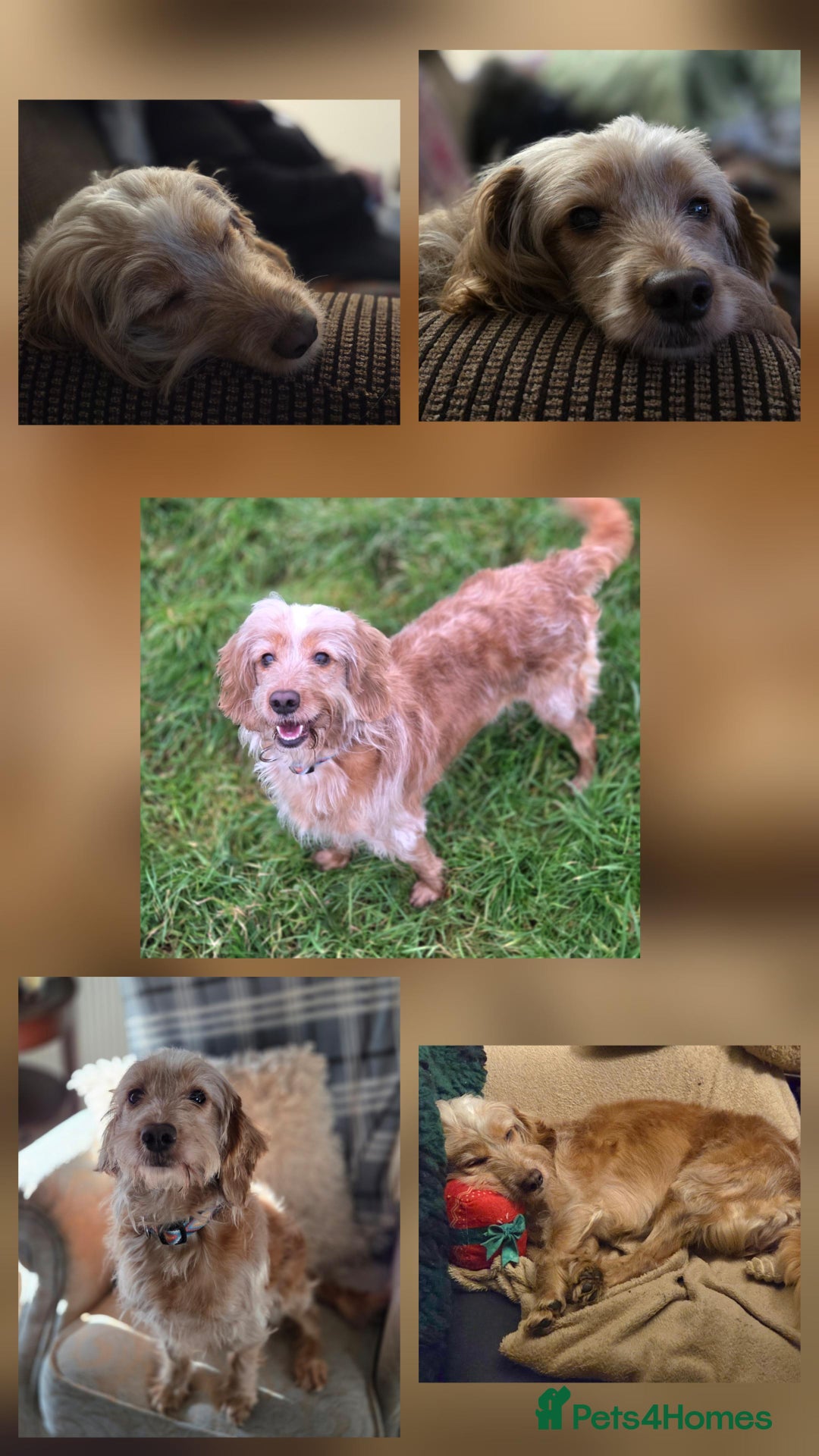 Mixed Breed dogs for adoption: Gentle Spaniel Cross Looking for a Patient, Home - Advert 2