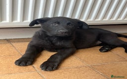 German Shepherd dogs for sale: REDUCE PRICE  - Image 17