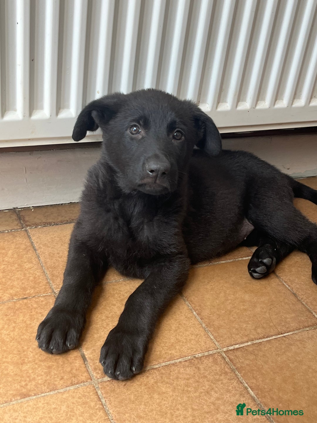German Shepherd dogs for sale: REDUCE PRICE  - Image 17