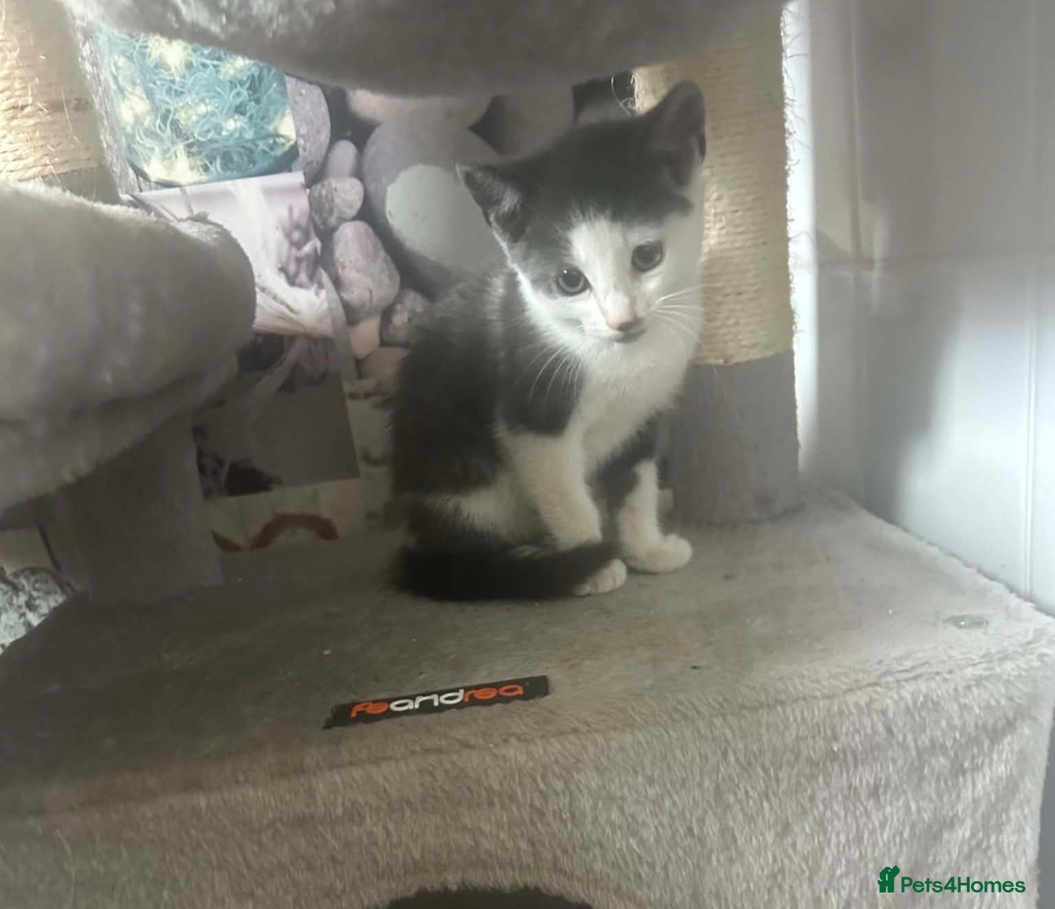 Mixed Breed cats Beautiful little kittens  - Advert 1