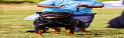 Rottweiler dogs for stud: SUPERB TOP QUALITY KCROTTWEILER FOR STUD **(ACE)** - Advert 4
