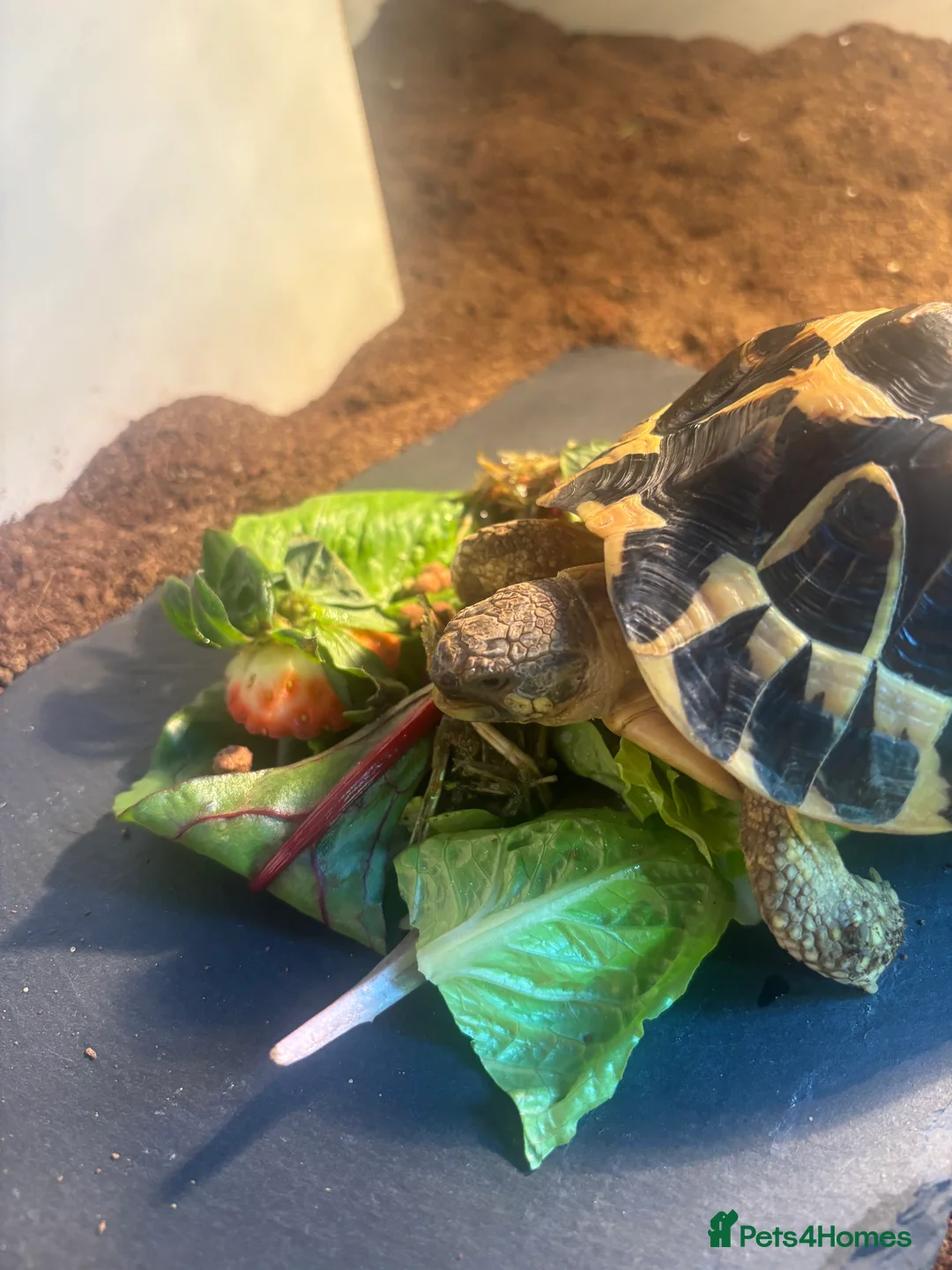 Hermann Tortoise reptiles for sale: Dwarf Hermanns Female - Advert 1