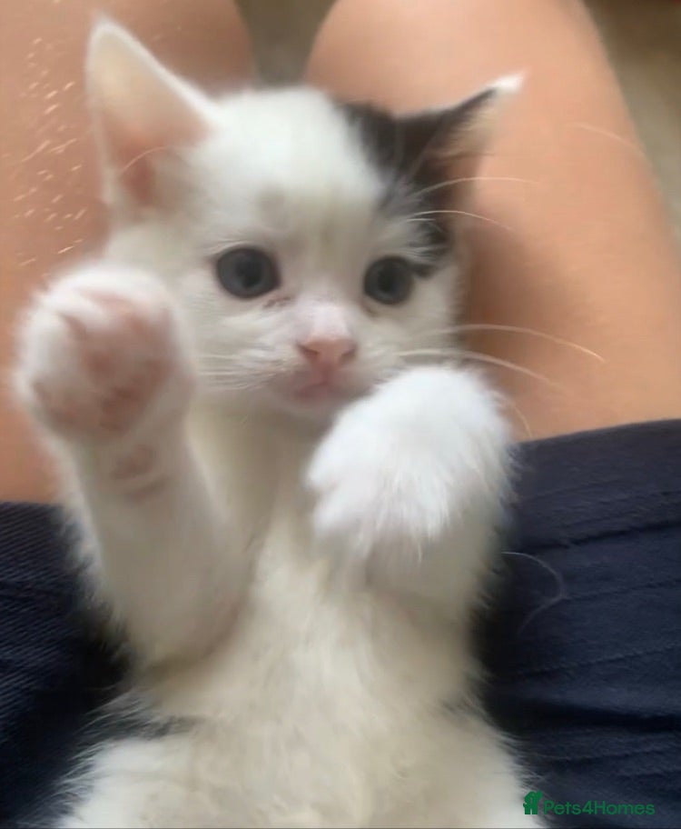 Mixed Breed cats Ragdoll X Kittens! £100-£160 - Advert 1