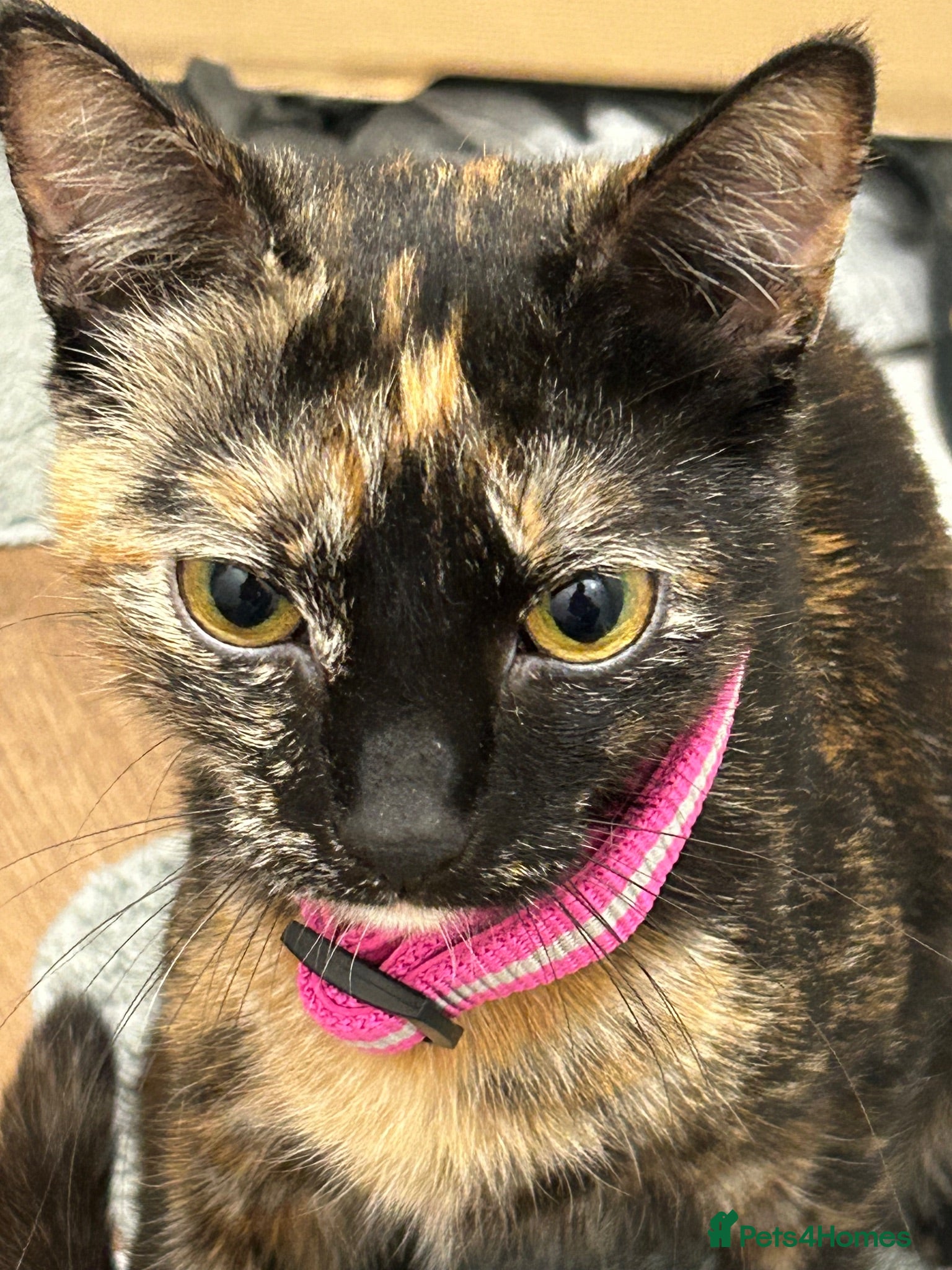 Domestic Shorthair cats Female shorthair  - Advert 1
