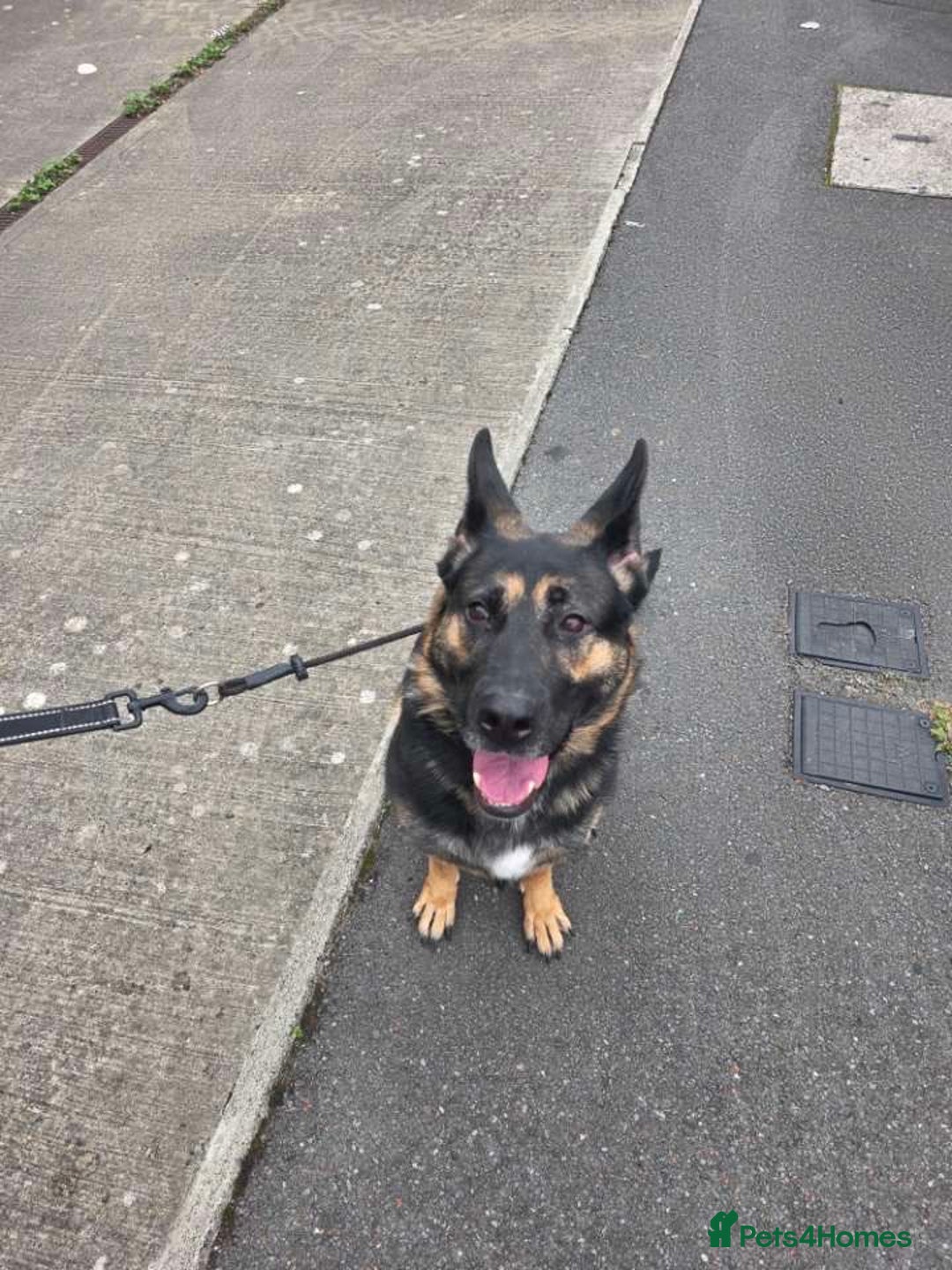 German Shepherd dogs for sale: KC Registered Loving German Shepard  - Advert 1