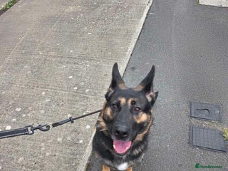 German Shepherd dogs - Advert 2