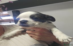 Pug dogs for sale: Stunning quality frug puppies -SOLD - Image 3