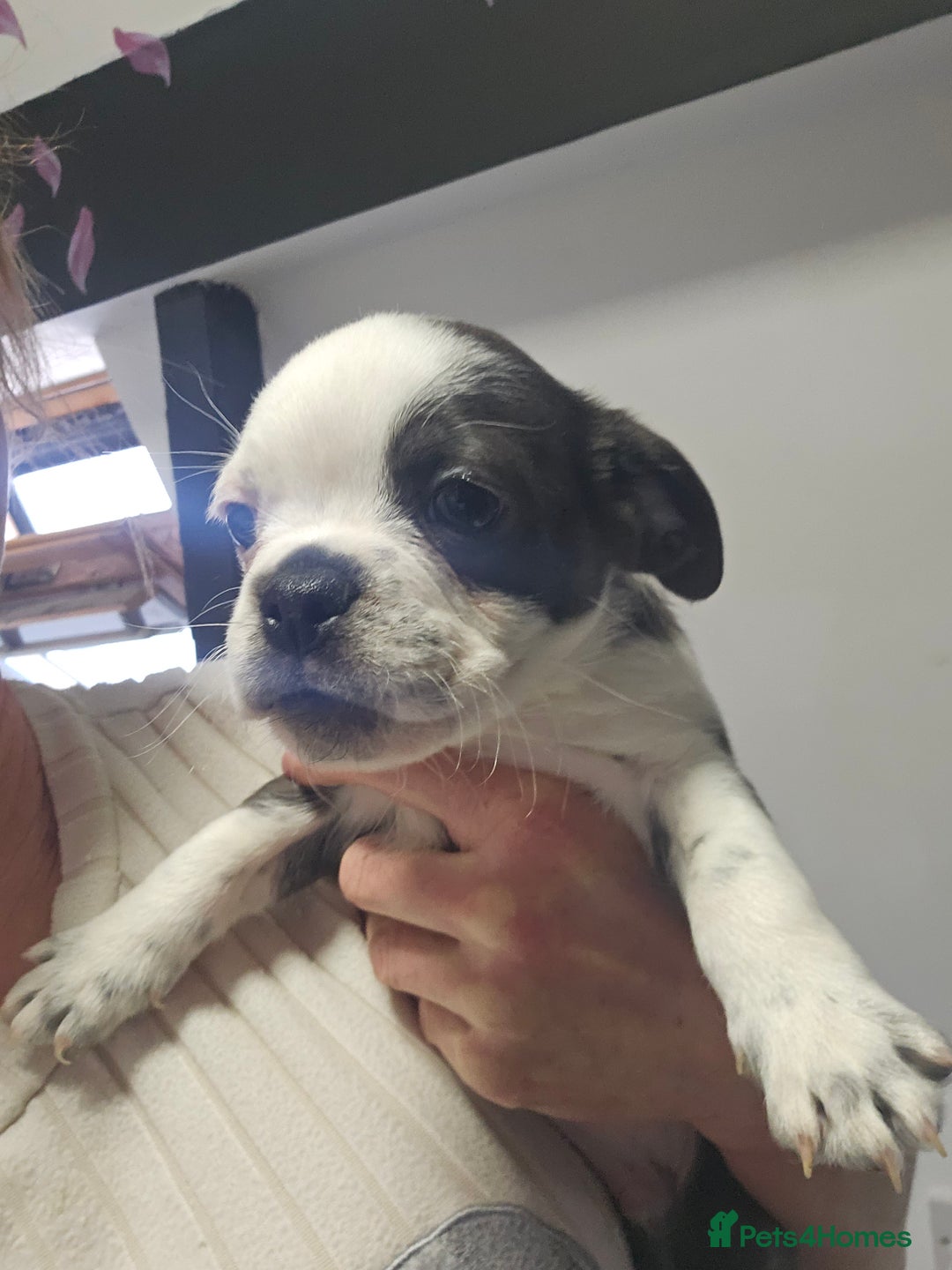 Pug dogs for sale: Stunning quality frug puppies -SOLD - Image 3