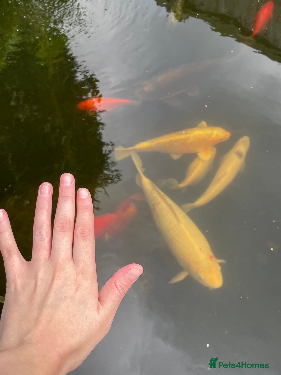 Koi Carp fish for sale: Koi Carp for Sale (rehoming due to baby and dog)  - Advert 35