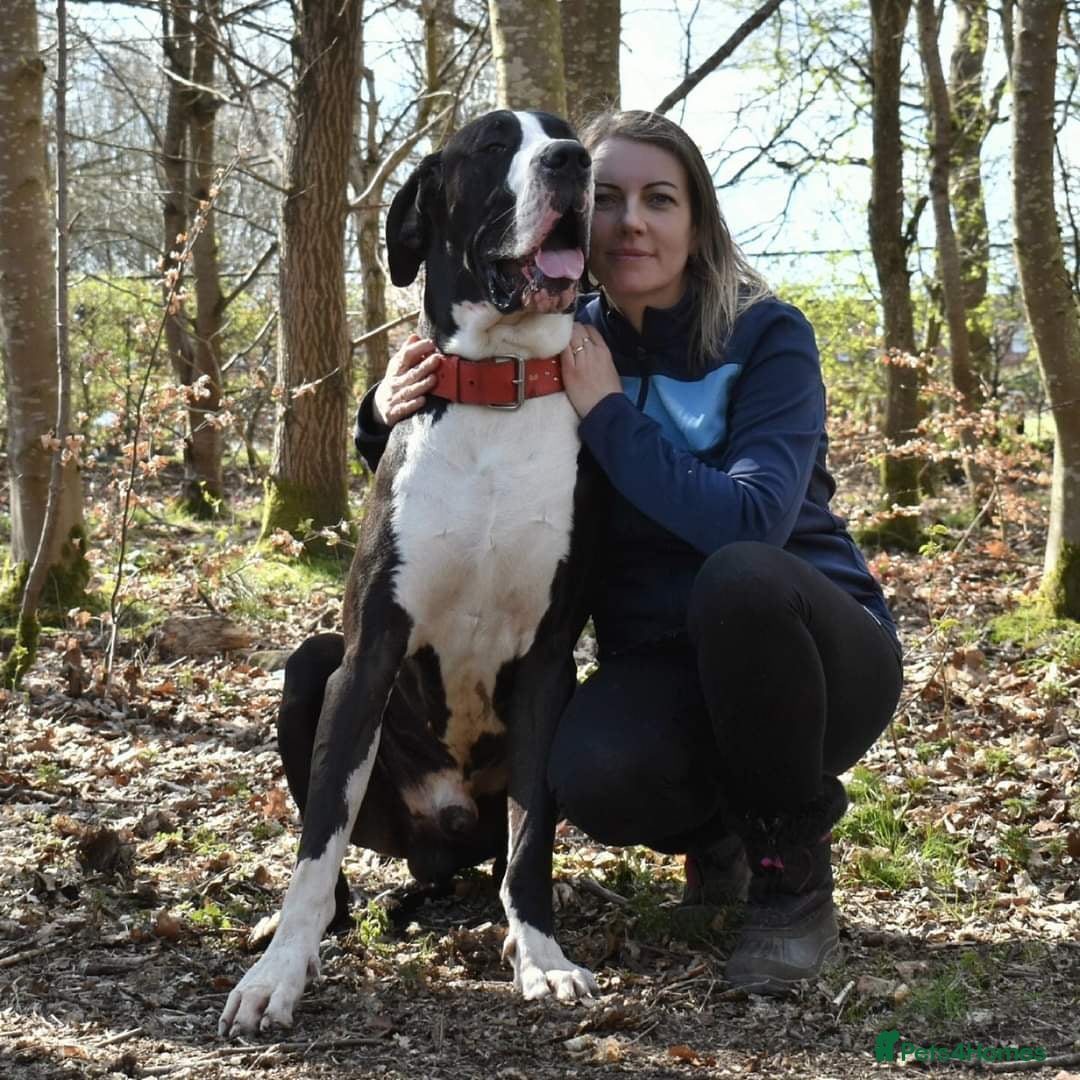 Great Dane dogs for stud: OPEN FOR STUD Stunning Apollo in Bathgate - Image 8