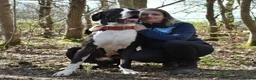 Great Dane dogs for stud: OPEN FOR STUD Stunning Apollo in Bathgate - Advert 8