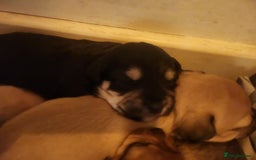 Mixed Breed dogs for sale: Beautiful jackchi puppies  - Image 28