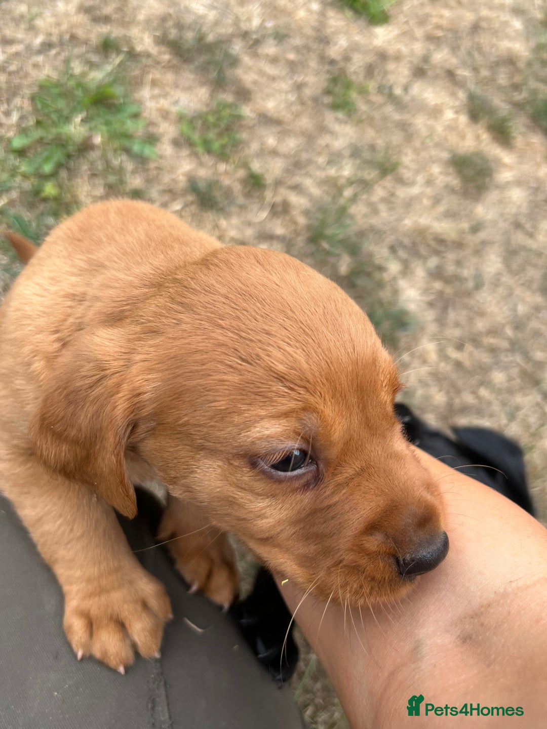 Cockerdor dogs for sale: One boy cockerdor puppy-Ready to go this weekend  - Image 14