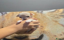 Chihuahua dogs for sale: Gorgeous Chihuahua Puppies Looking 4 Forever Homes - Image 27