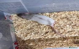 Rat rodents for sale: Pet rats for sale male and female Ava  - Image 5