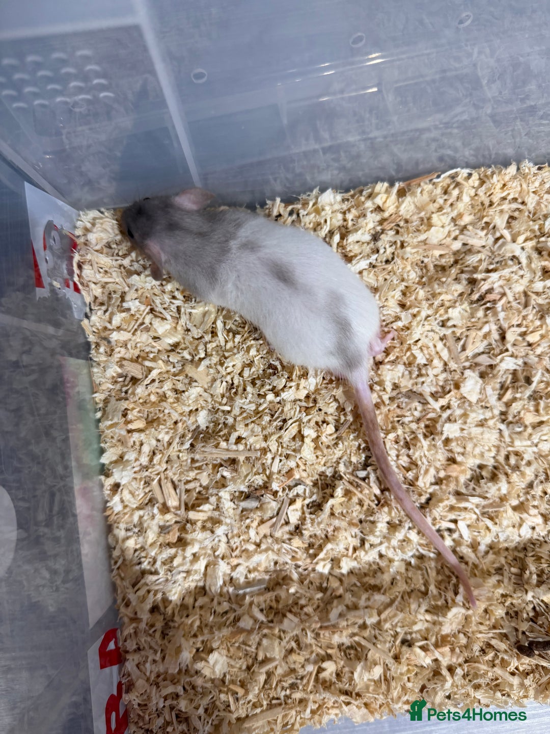 Rat rodents for sale: Pet rats for sale male and female Ava  - Image 5