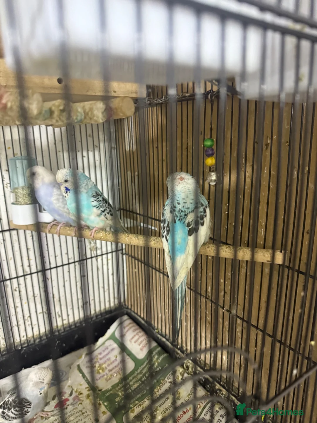 Budgerigars birds for sale: Male or female  - Advert 2