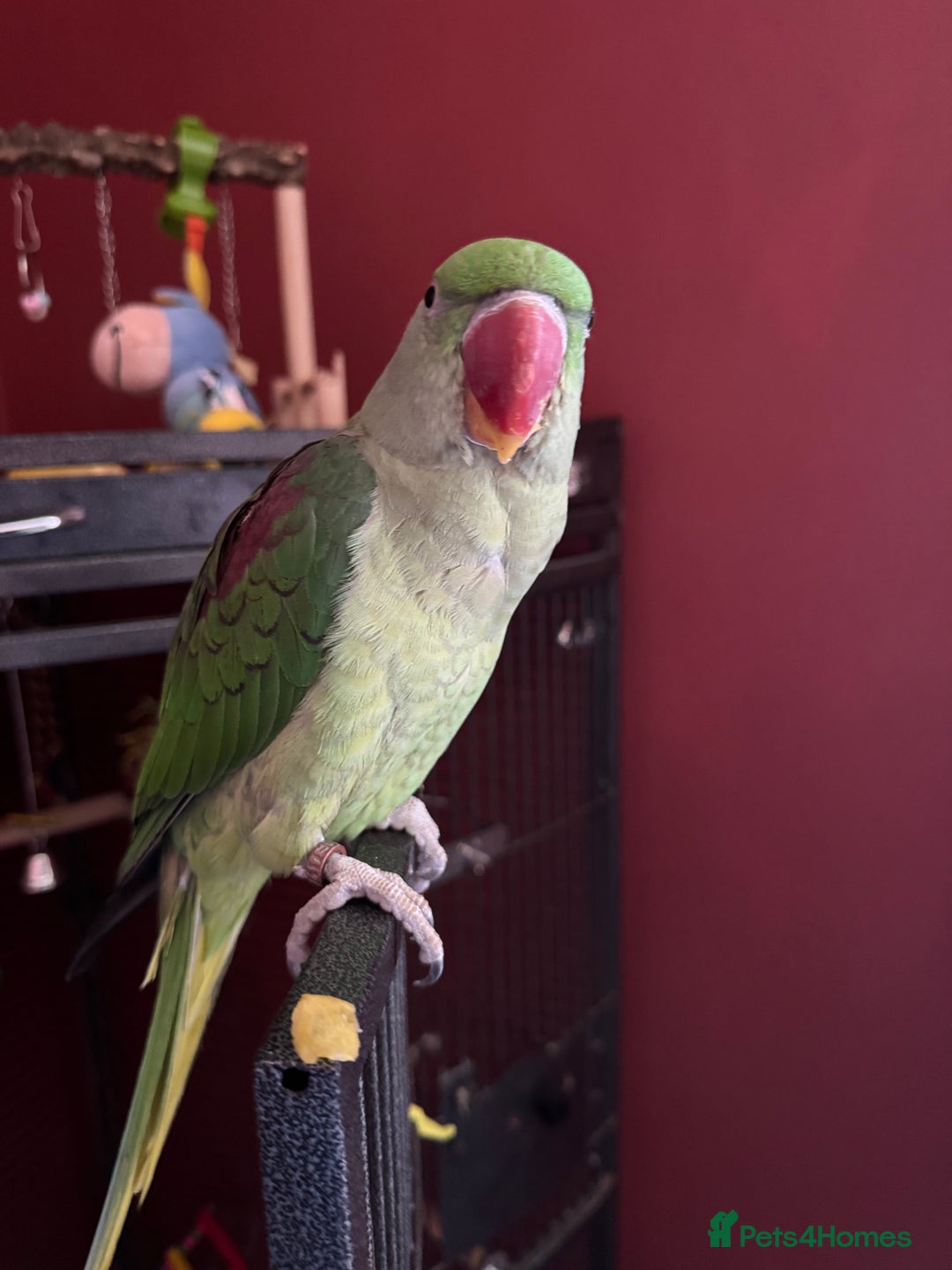 Parakeets birds for sale: Alexandrine Parrot - Image 2