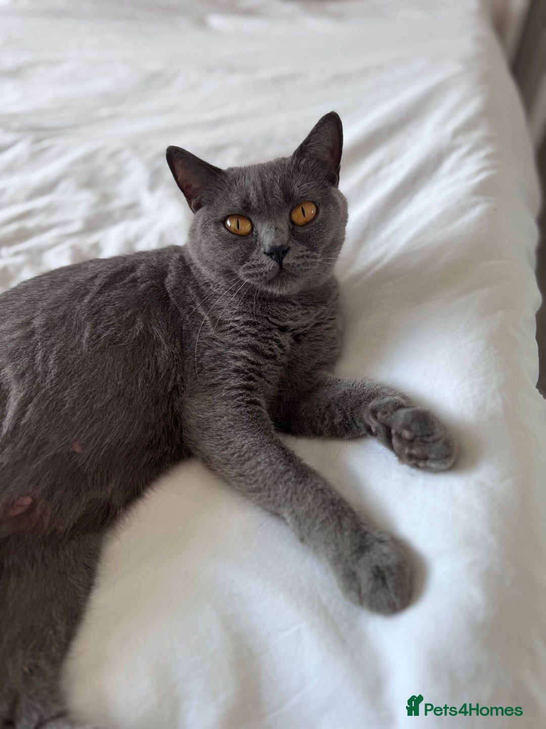 British Shorthair cats for sale: Gccf active Championship British Shorthair Female - Advert 6