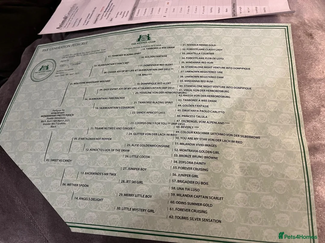 Toy Poodle dogs for sale: Now Ready for their forever loving home - Advert 17