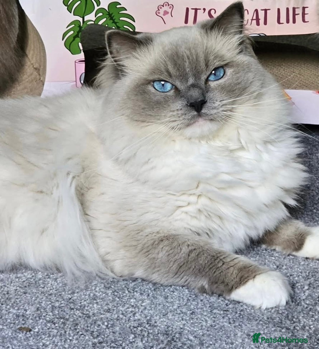 Ragdoll cats for sale: Adorable Ragdoll Kitten Fife Registered Breeder - Image 16
