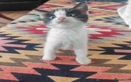 Mixed Breed cats for sale: 3 beautiful kittens left for sale!! - Image 2